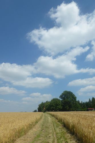 P1170212_Korn_Weg_Himmel.jpg - 40,64 kB